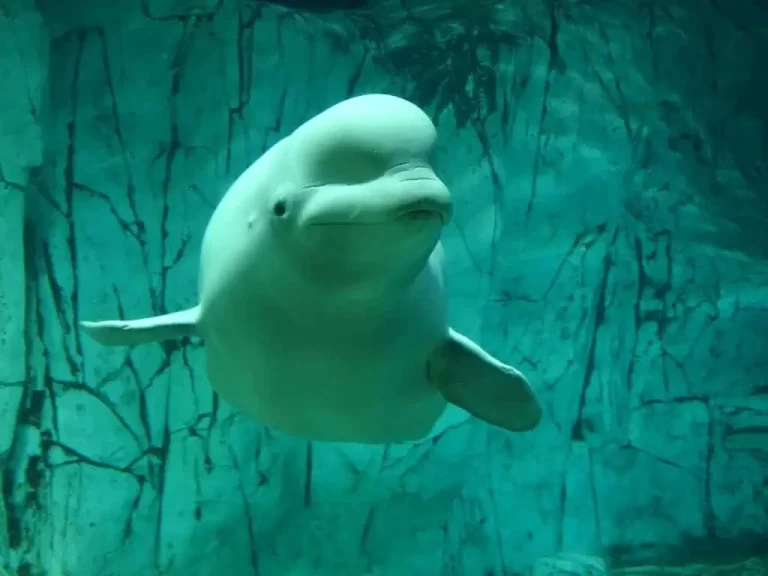 Russian ship played classical music to rescue entrapped belugas