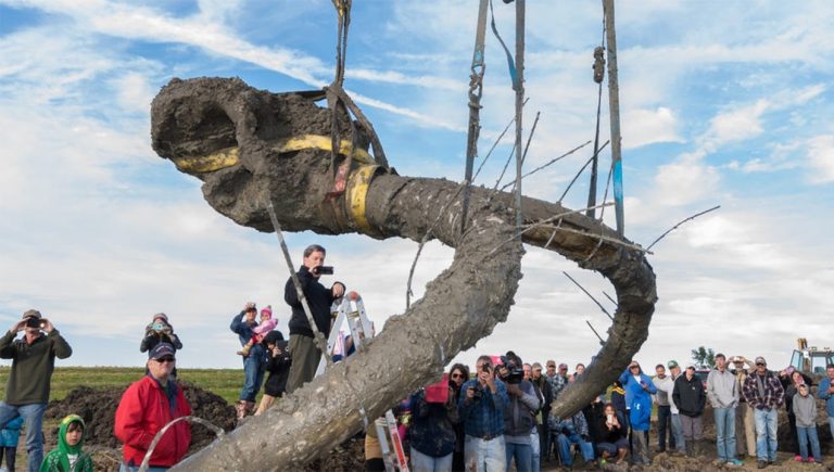 In The Middle Of A Michigan Farmers’ Field, The Woolly Mammoth’s Fossil Was Found