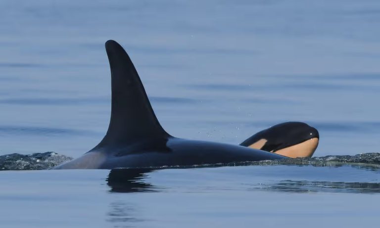 Killer whale Tahlequah who carried her dead calf for 17 DAYS and more than 1,000 miles in 2018 is pictured with her new baby after giving birth to the healthy animal last week