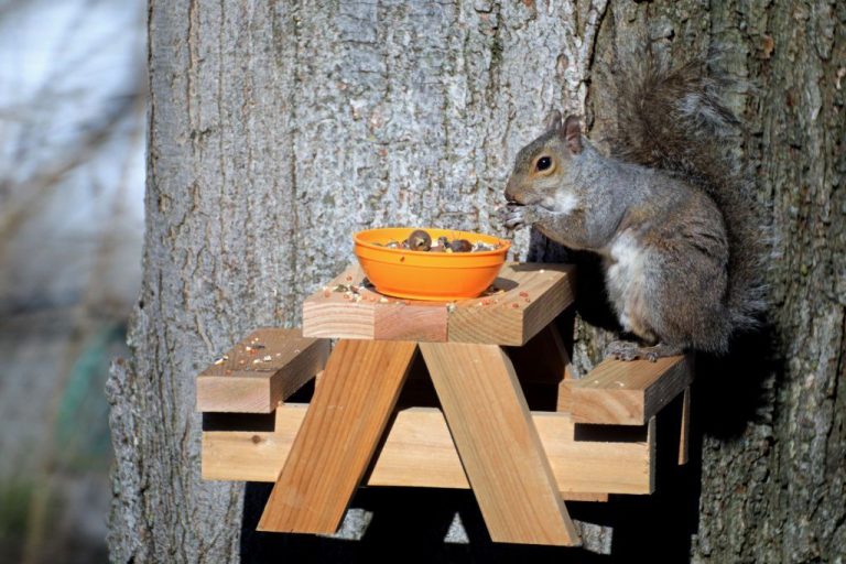 How To Build a Mini Picnic Table Squirrel Feeder