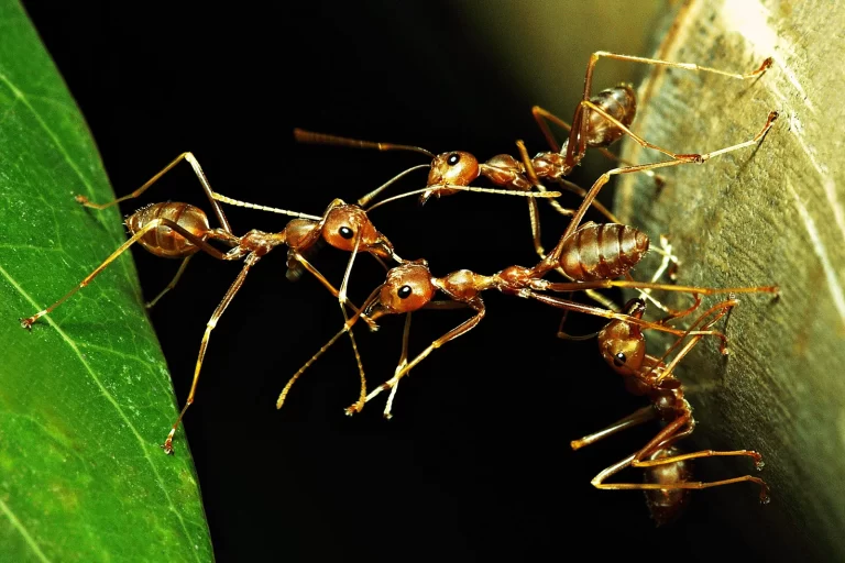 Interesting Facts About Ants That You’ve Never Heard of