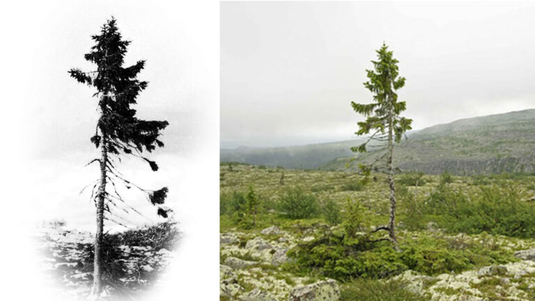 9,500-year-old Tree Found In Sweden Is The World’s Oldest Tree.