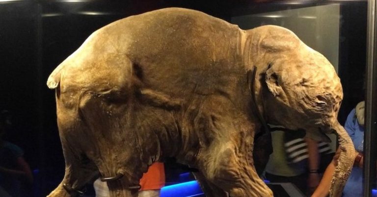 Lyuba, The 42,000 Year Old Baby Woolly Mammoth In The Shemanovsky  Museum