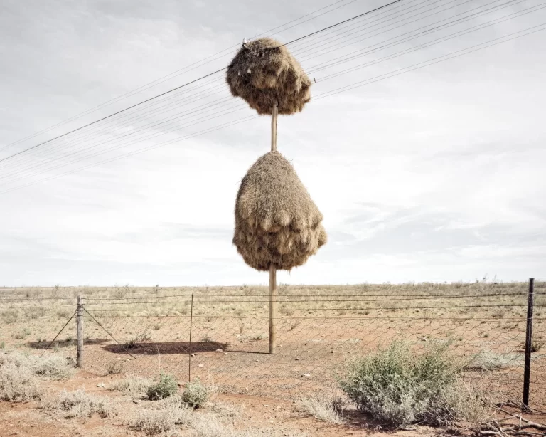 Nest to impress: The bird architects of the Kalahari