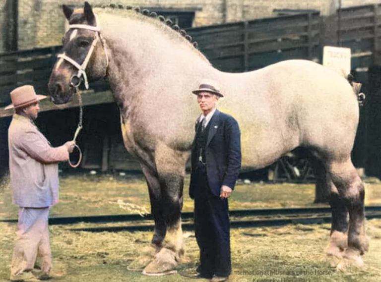 The biggest horse ever recorded in history was Sampson, Who was from Shire breed