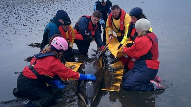 Bottlenose Dolphin Rescued After Being Stranded On Beach