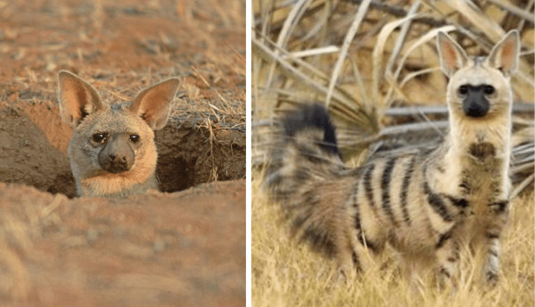 Discover the Adorable Aardwolf: The Little-known “Wolf” You’ll Fall in Love With