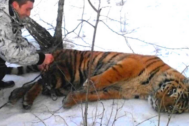 A Wild Tiger Asks A Man For Help To Get Noose Off Around Its Neck