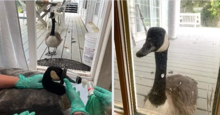 Vet operating on wild goose suddenly hears tapping on door and finds his mate trying to break in