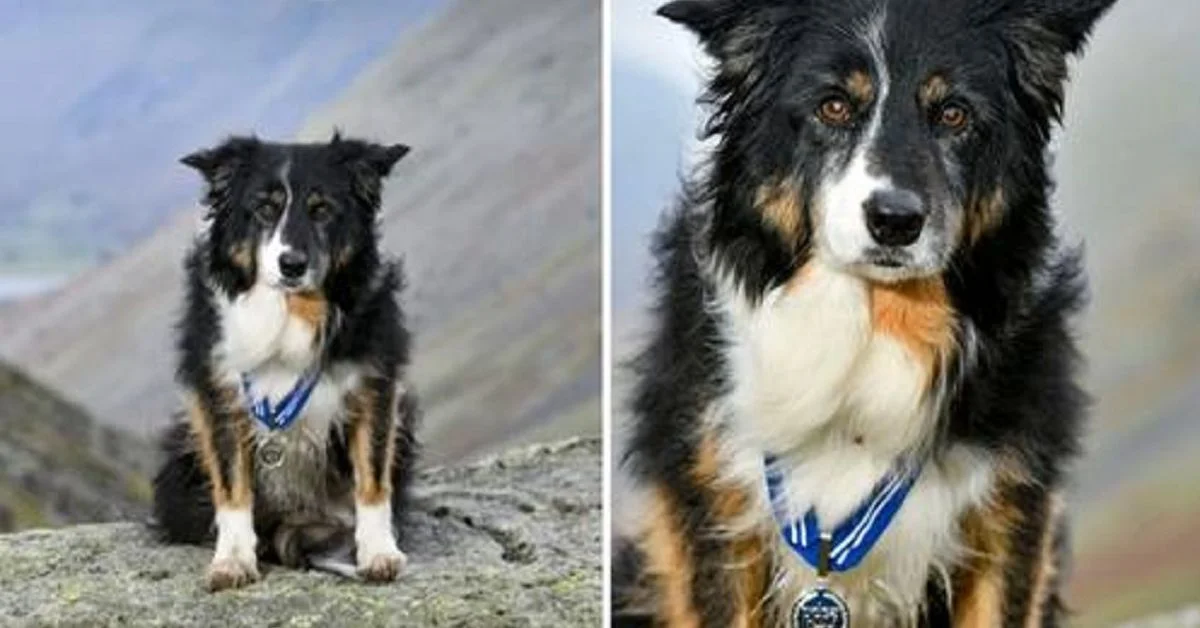 Mountain dog receives an award for more than 200 rescues in 11 years of service