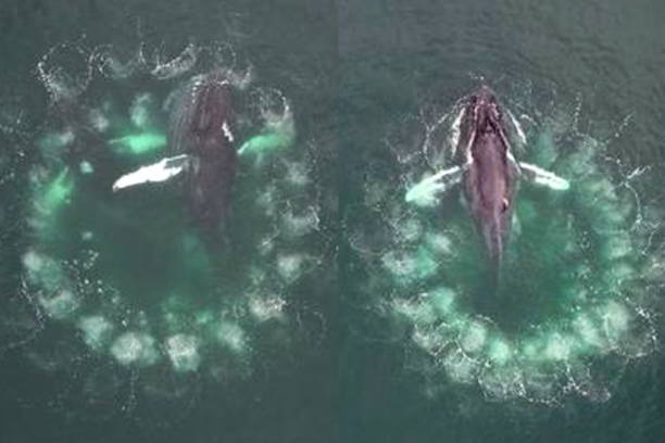 The first-ever video of humpback whales making bubble nets to capture prey was recently shared! (Video)