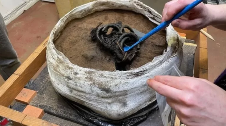 Plant remains survived 3,000 years on Bronze Age bracelets