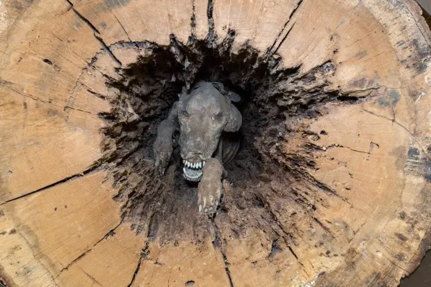 Mummified dog found inside a tree trunk 20 years after it got wedged in while ‘chasing a raccoon’