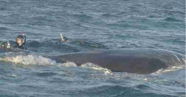 A Diver Saves A Humpback Whale’s Life, But Millions Are More Intrigued By The Whale’s Expression of Gratitude