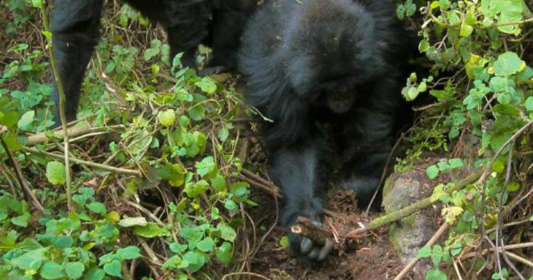 Amazing Pictures Shows Two Young Gorillas Breaking Down The Traps By The Poachers That Murdered Their Friend