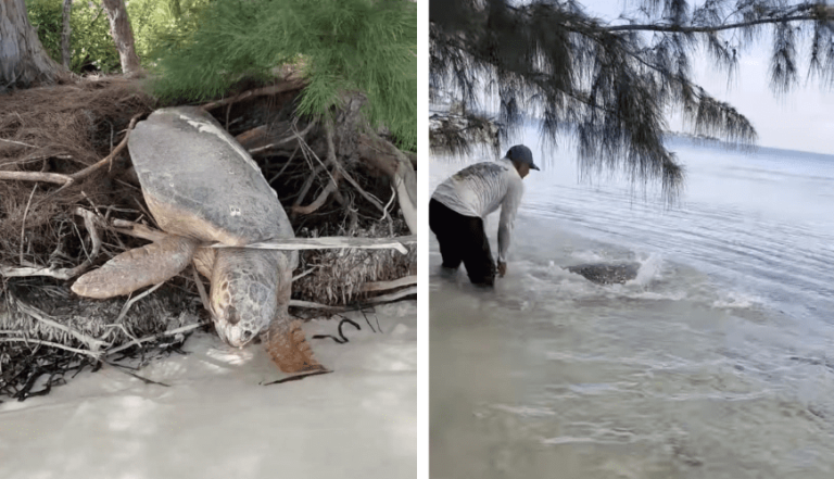 Incredible Rescue: Man Saves Sea Turtle Trapped on Land