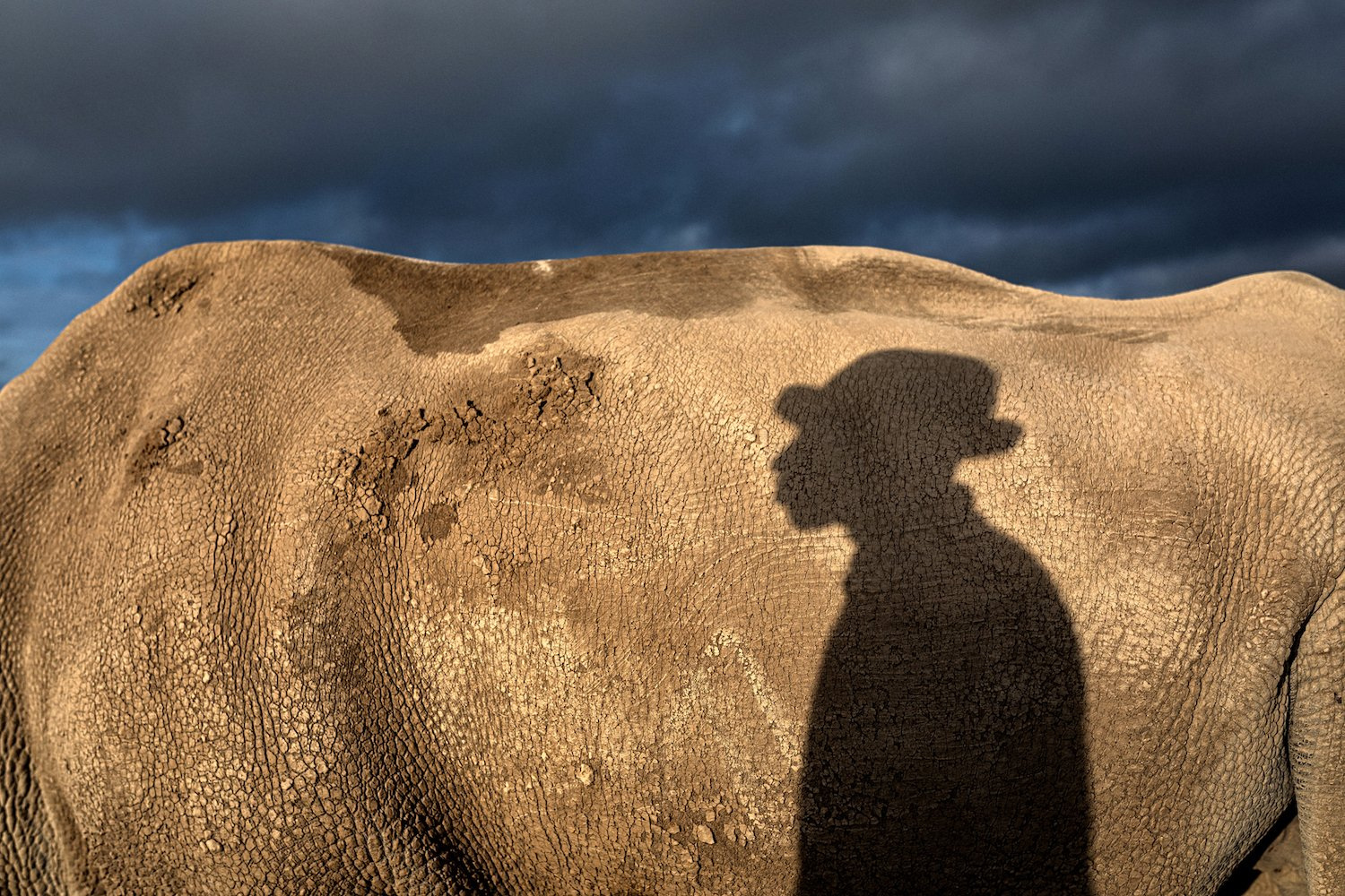 Last male of his kind: The rhino that became a conservation icon