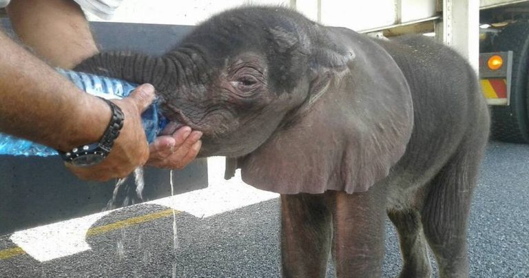 Truck Drivers Stop To Help Thirsty Baby Elephant By The Side Of The Road