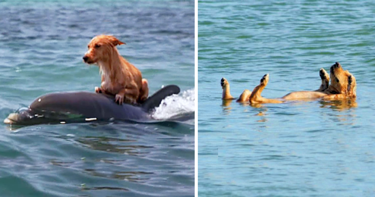 A scared puppy was saved by dolphins from drowning in a Florida waterway.