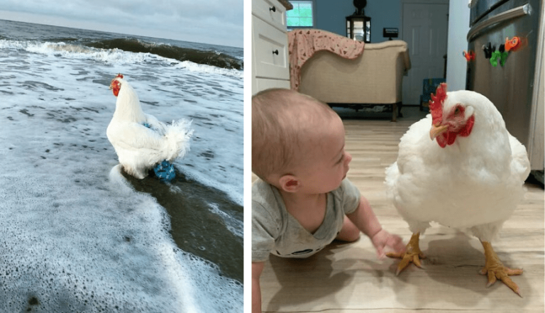 The Incredible Rescue Story of Boo the Chicken: From Meat Factory to Loving Home