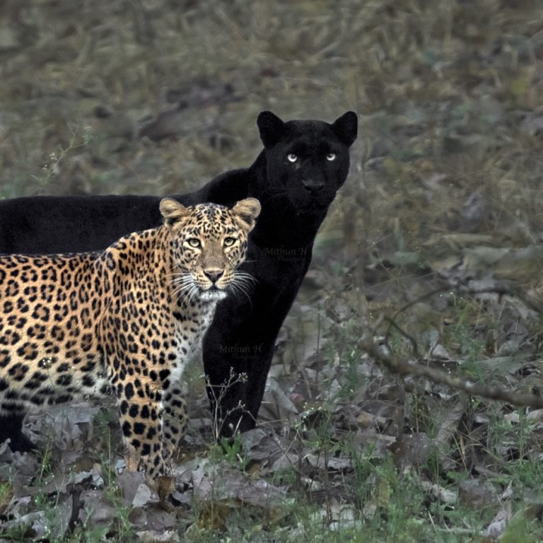 The real Black Panther: An interview with wildlife photographer Mithun H