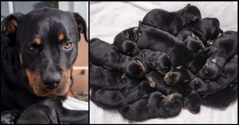 Rottweiler Gave Birth In The Middle Of Night, Babies Kept Coming Til 15 Were Born