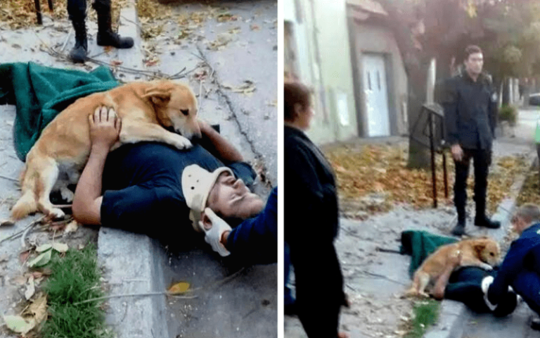 These 21 Pictures of Dogs Will Warm Your Heart and Teach You What Love Without Conditions Means