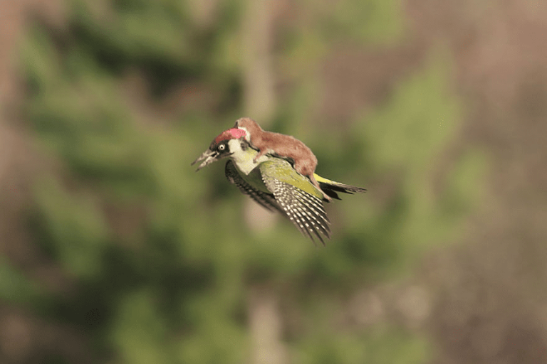 Woodpecker Takes Baby Wessel On An Extremely Amazing Journey