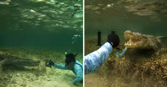 Diver Comes Face To Face With A Crocodile