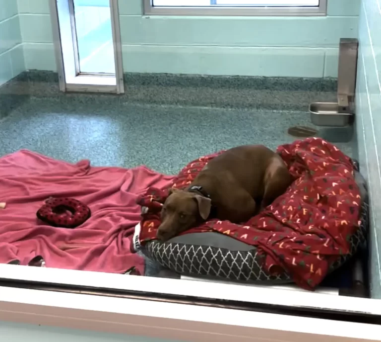 After 1,500 Days In The Shelter She’s Losing Hope That She’ll Ever Leave