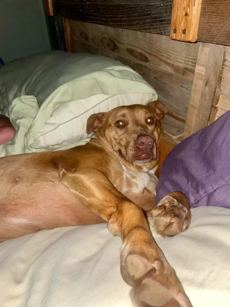 Woman Wakes Up To Find A Random Dog In Her Bed