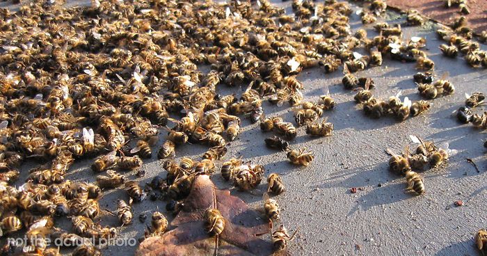 500 Million Bees Have Already Died In Brazil Within Three Months And The Future Of Our Food Is In Question